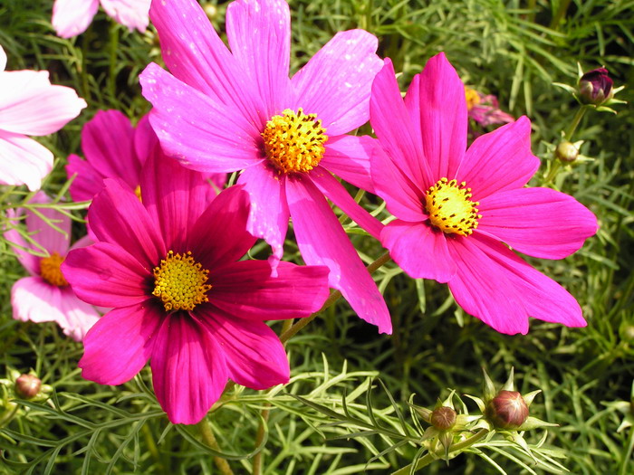 pict0010_С.jpg