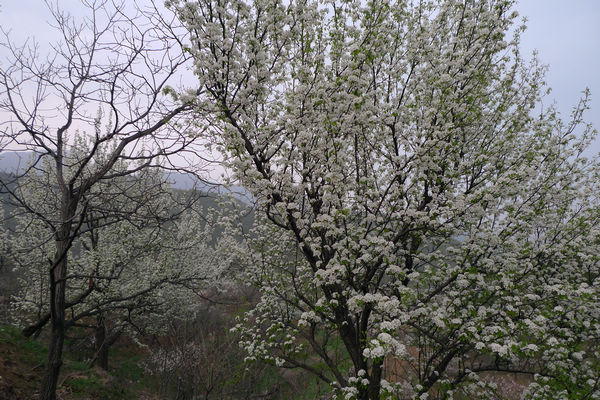 p1020774.jpg