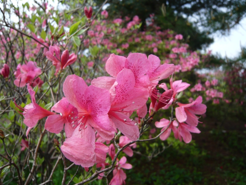 p1000915.jpg