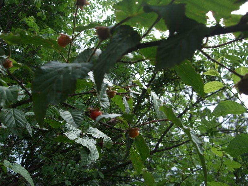 neo_img_dscf0077.jpg