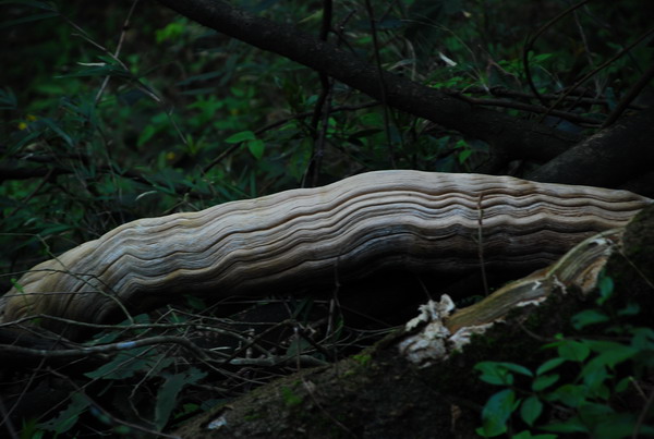 dsc_0115.jpg