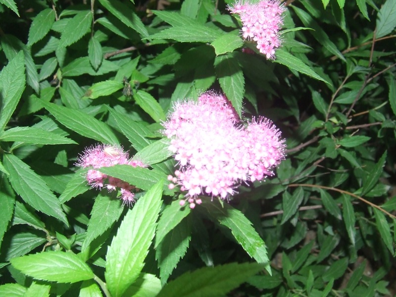 dscf1443.jpg