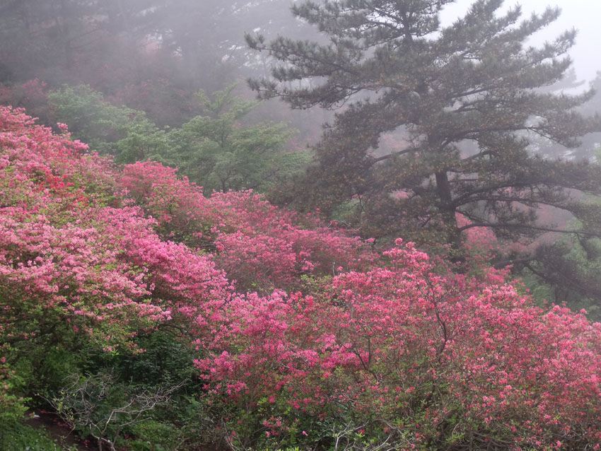 2010-5-15ž黨 185.jpg