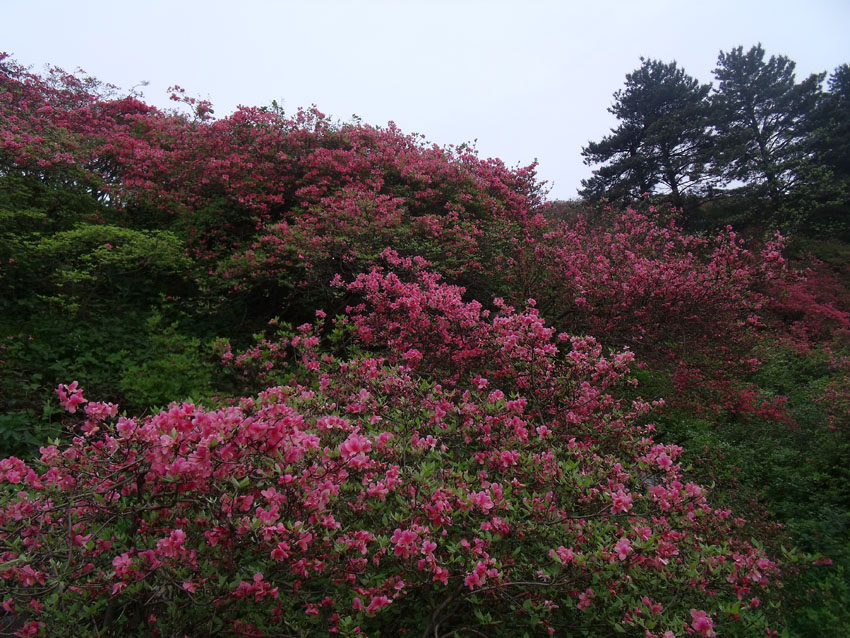 2010-5-15ž黨 211.jpg