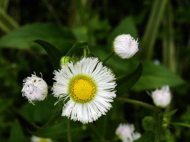 dscn2040.jpg