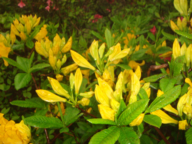 dsc01073.jpg