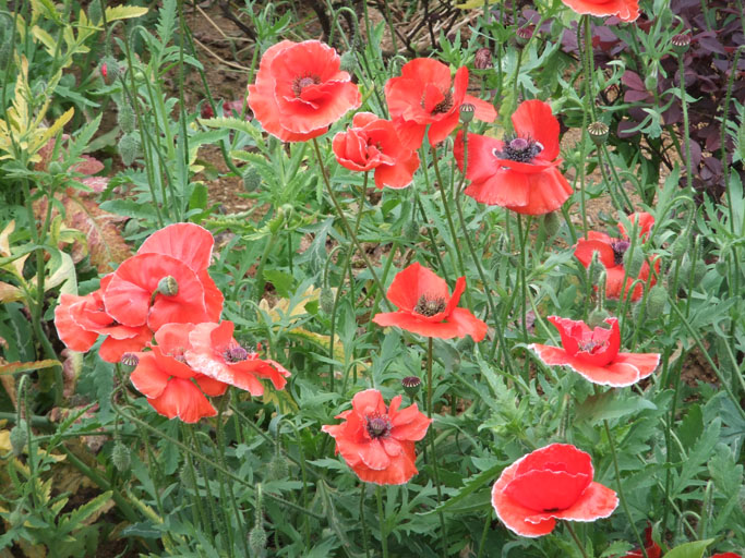 dscf0614.jpg