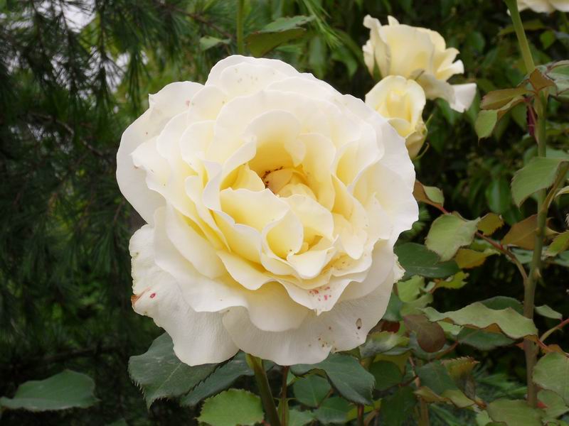 С sdc10334.jpg