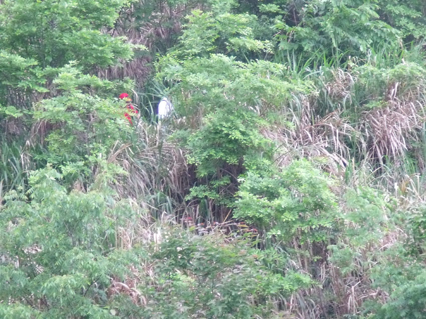 2010-5-15ž黨 038.jpg