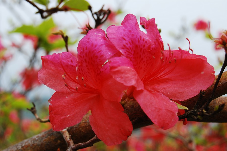 dsc_0039_Ӱ_1.jpg