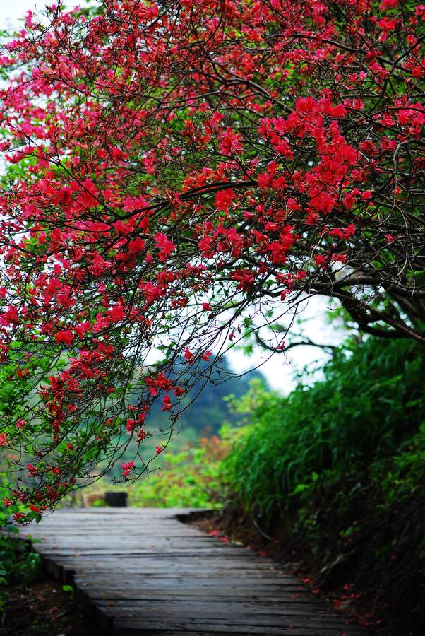 dsc_0090_Ӱ_1.jpg