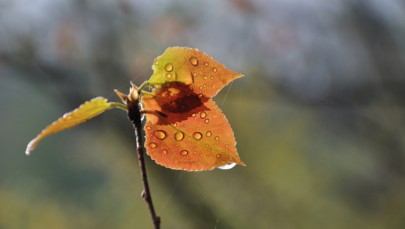 dsc_0063_01.jpg