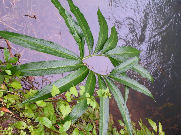 pict0203_С.jpg