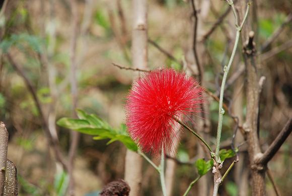 dsc_010611.jpg