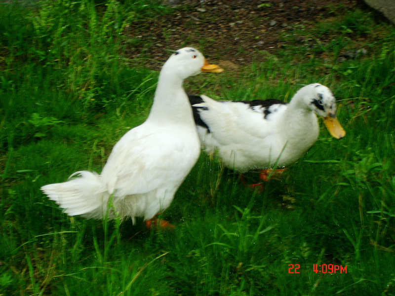 dsc01726x.jpg