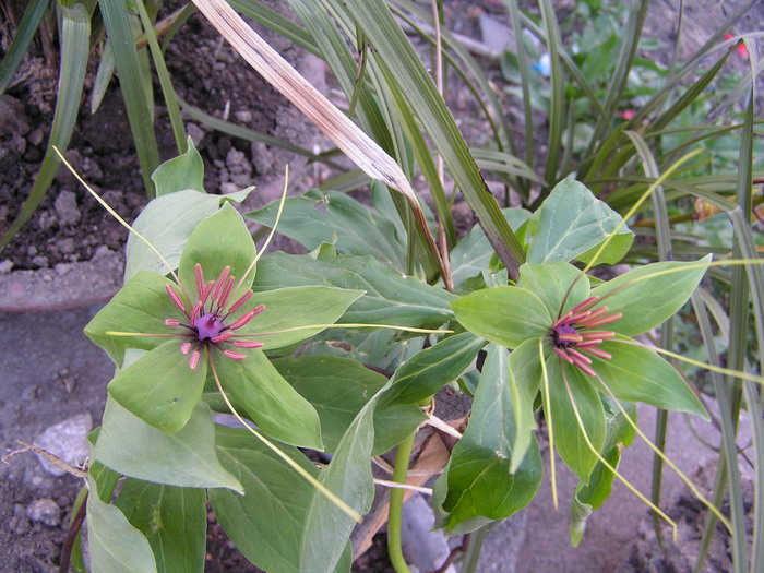 pict0043_С.jpg