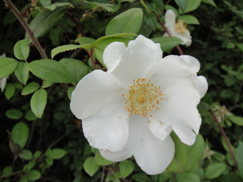 dsc00013.jpg