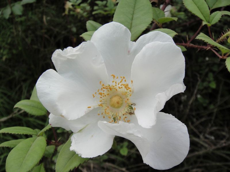 dsc00011.jpg