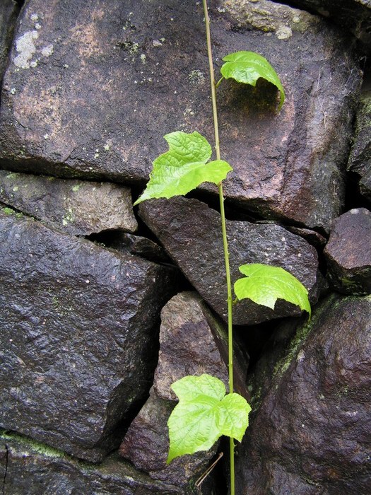 pict0369_С.jpg
