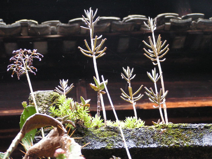 pict0377_С.jpg