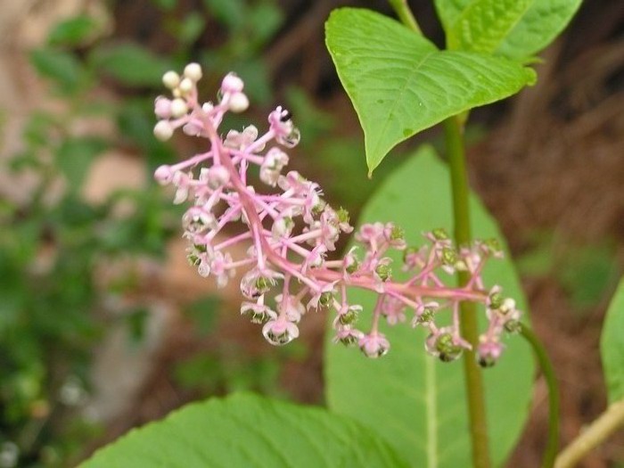 pict0392_С.jpg
