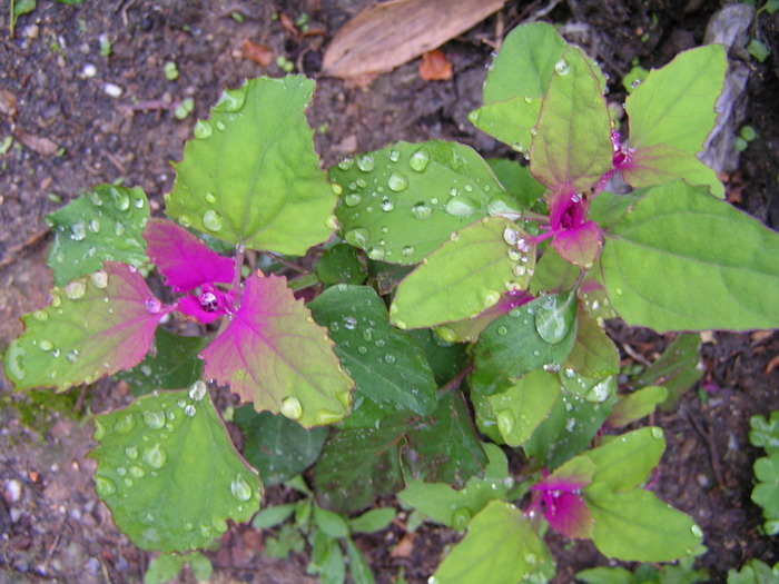 pict0397_С.jpg
