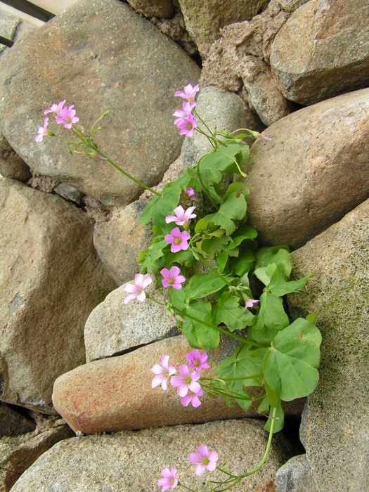 pict0680_С.jpg