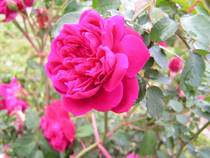 pict0493_С.jpg