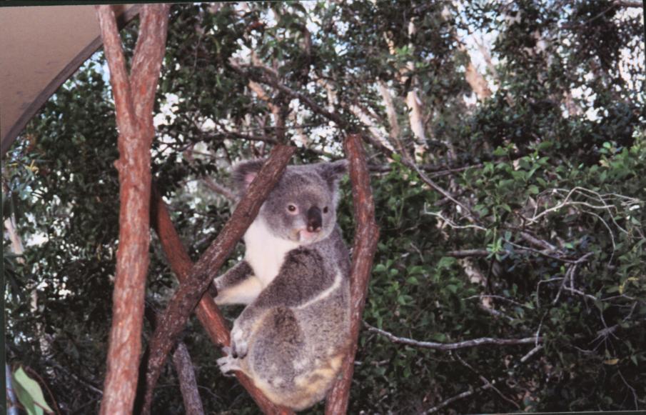 cairns%202-03.jpg