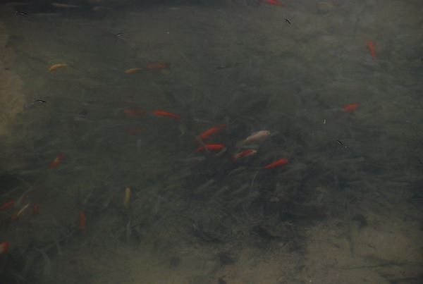 dsc_0505.jpg