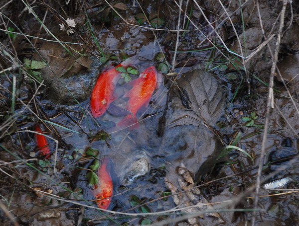 dsc_0512.jpg