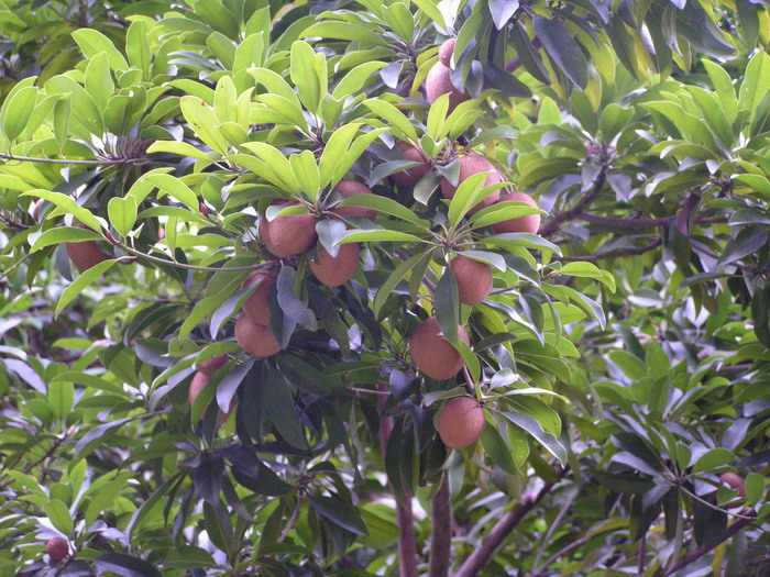 pict1004_С.jpg