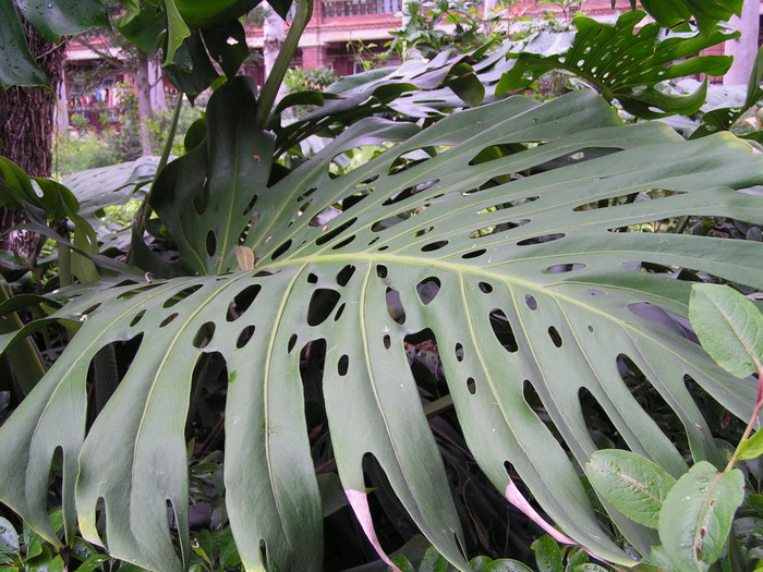 pict1008_С.jpg