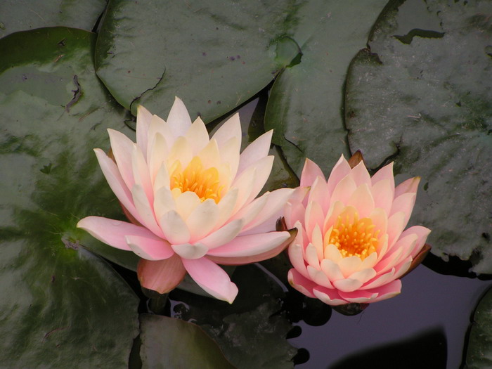 pict1031_С.jpg