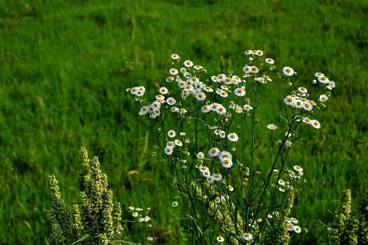 dsc_1984.jpg