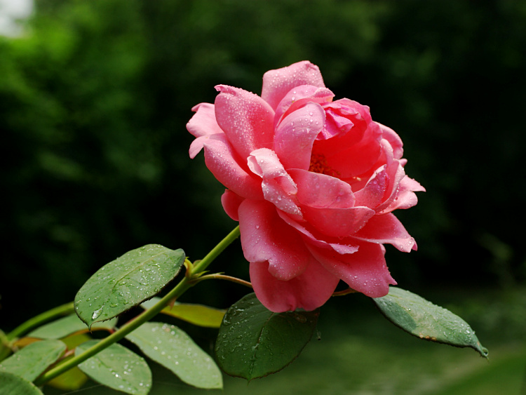 imgp2485.jpg