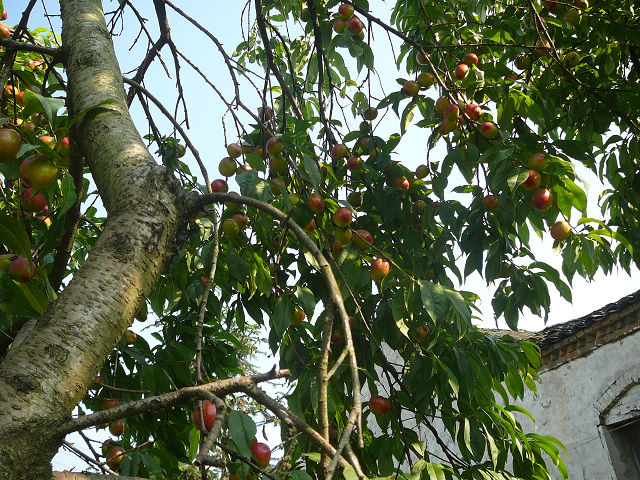 p1110846.jpg