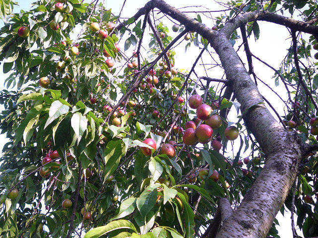 p1110847.jpg