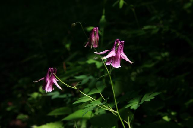 С img_2827.jpg