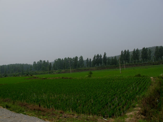 yuen 100.jpg