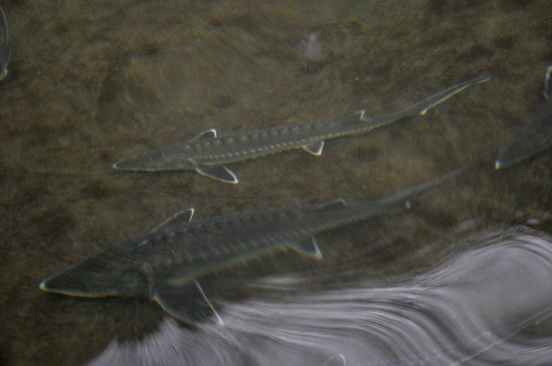 dsc_0163.jpg