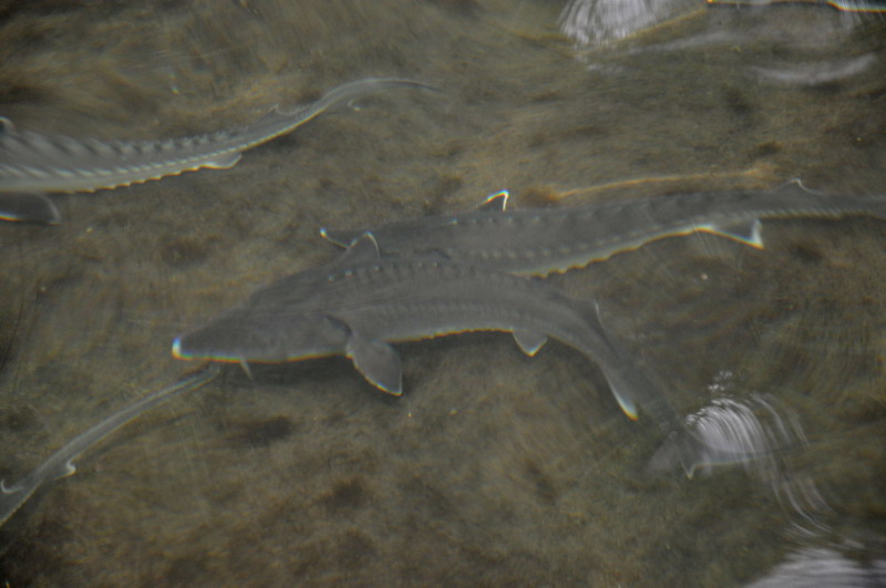 dsc_0168.jpg