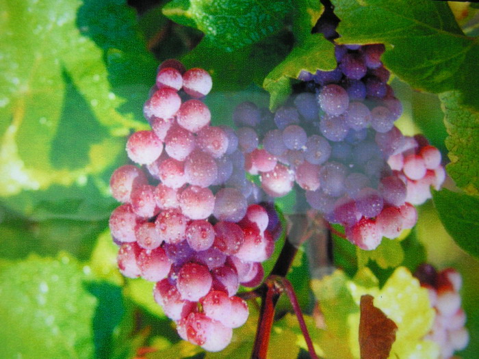 pict0713_С.jpg