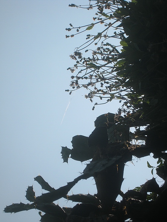 Ƭ 066.jpg