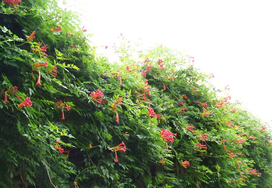 100_8558.jpg
