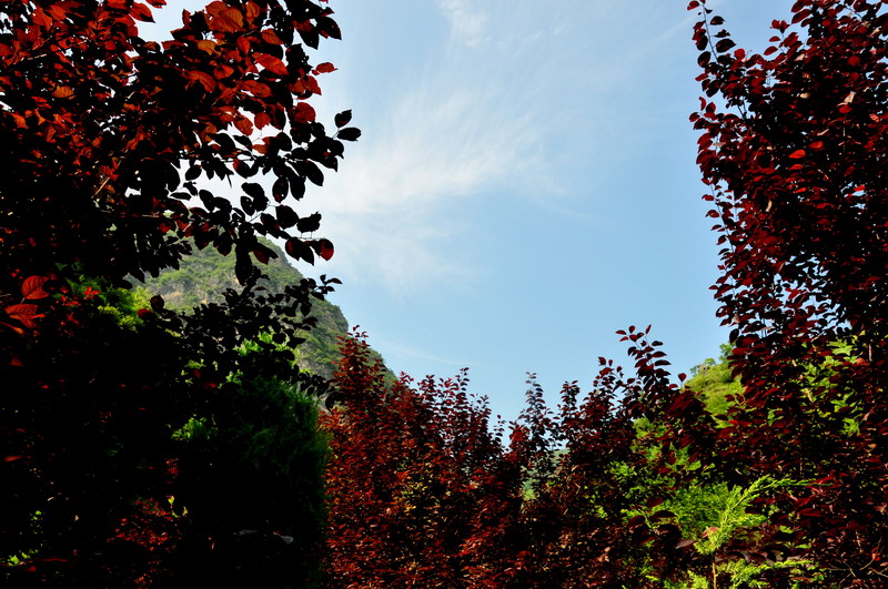 dsc_0396Ҷ.jpg