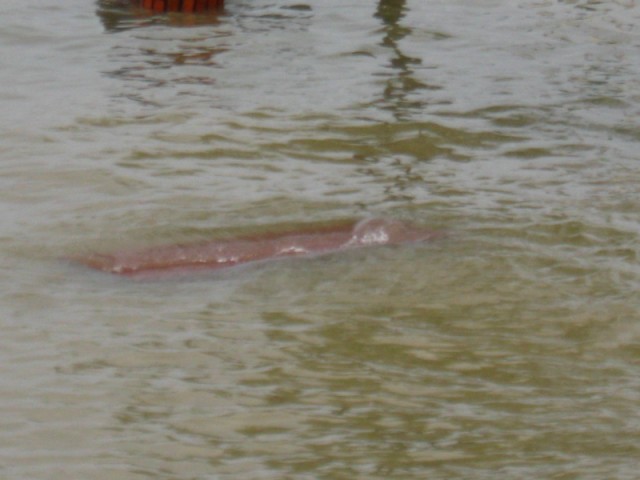 100_0463 .jpg