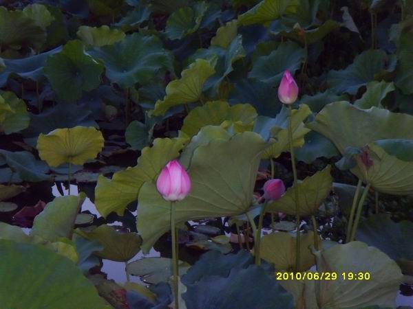 sdc16109.jpg