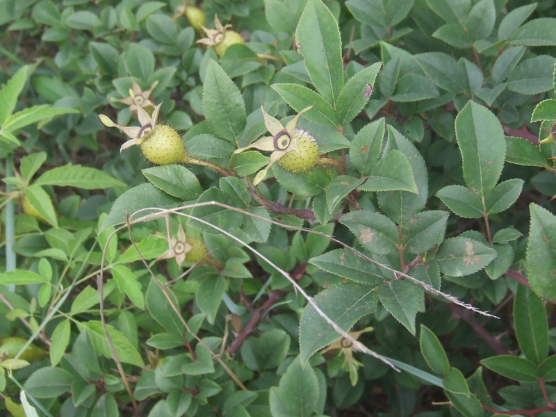 dscf1791.jpg