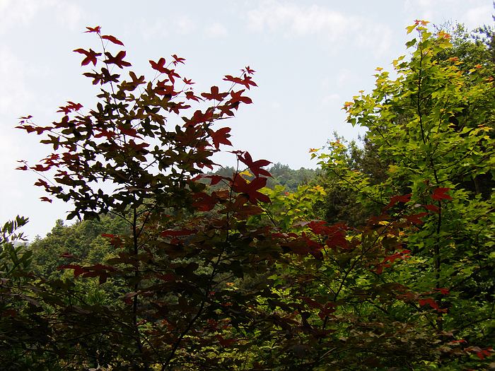 file0085.jpg